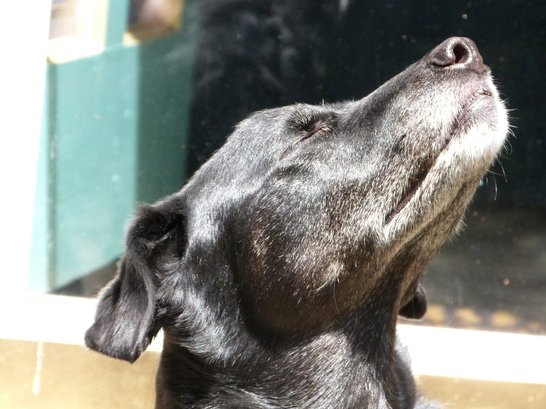 Picture of the dog sniffing the air