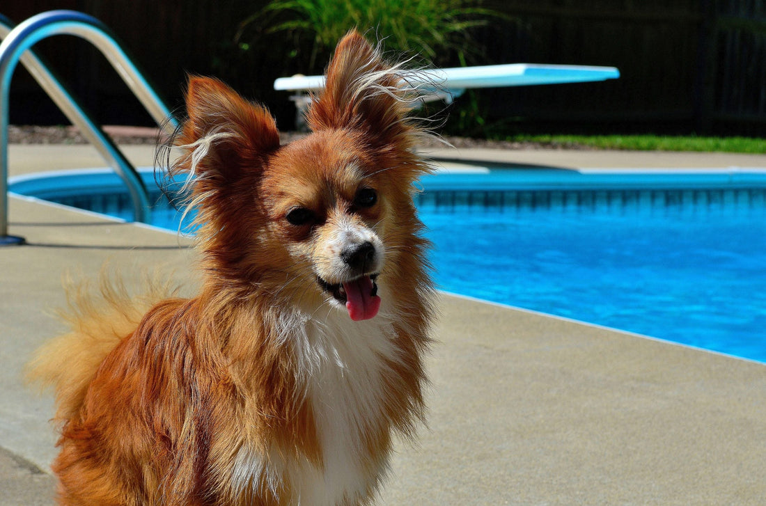 Dog by swimming pool cocking ear to listen