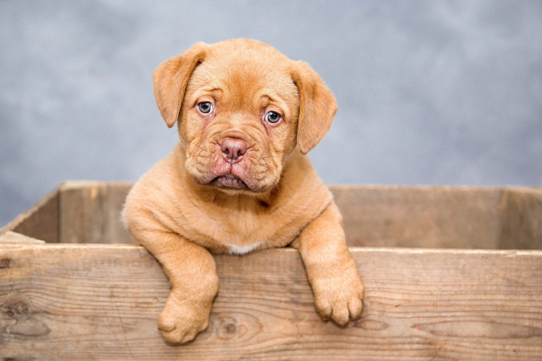 Picture of a puppy in a create