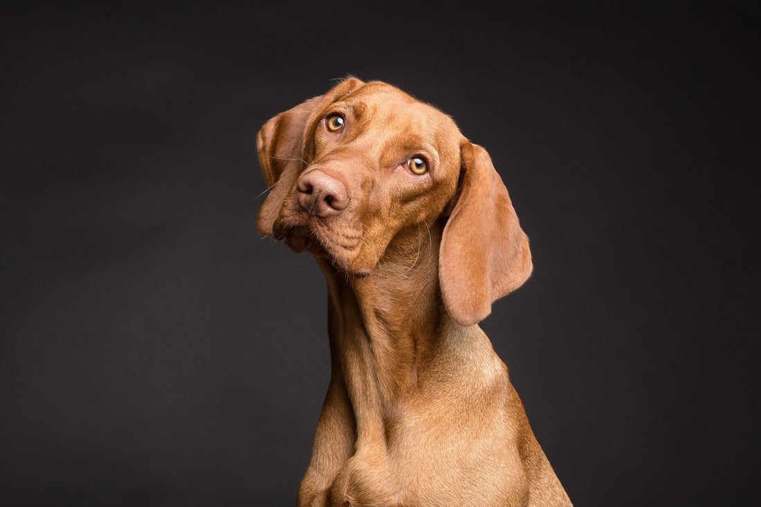 Are Biodegradable Dog Poo Bags Really Eco-friendly?