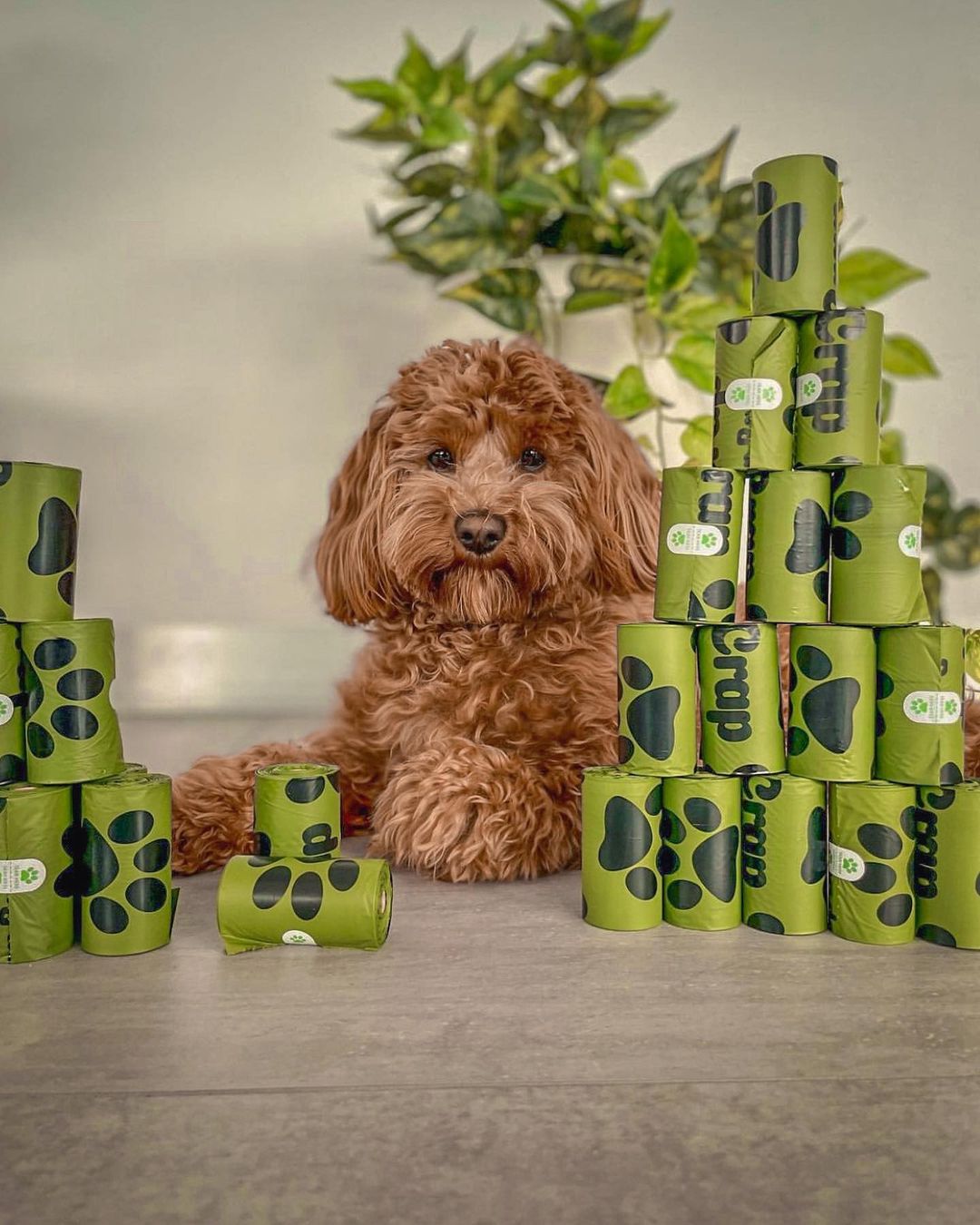 Picture of @buddy.the_.toycavoodle