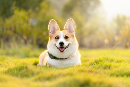 Do Biodegradable Dog Poop Bags Actually Work? Let’s Test Them