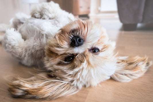 The Environmental Impact of Handled Dog Poop Bags: Handle With Care
