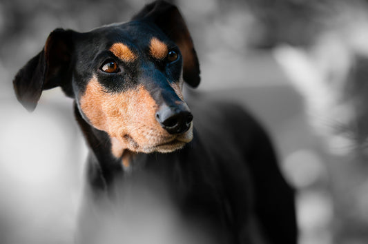 How Long Do Biodegradable Dog Poop Bags Last?