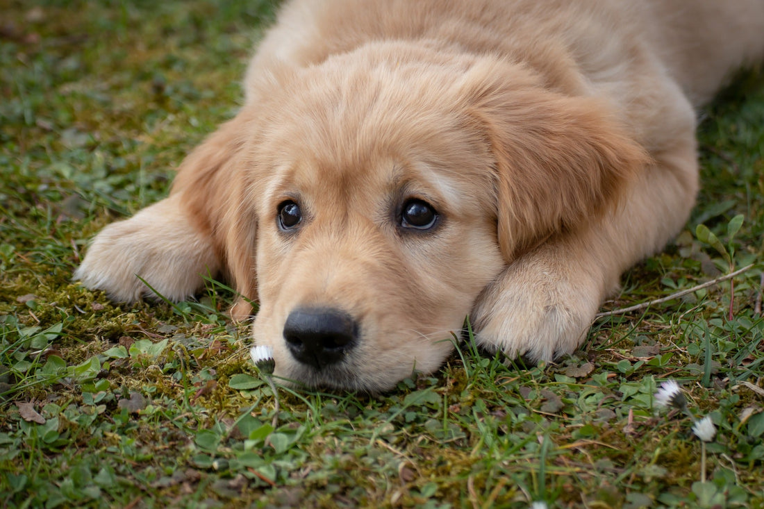 How Long Do Biodegradable Dog Poop Bags Take to Decompose?