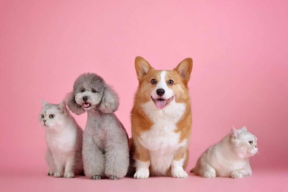 7 Other Uses Dog Poop Bags: Not Just for the Dog's Doo!
