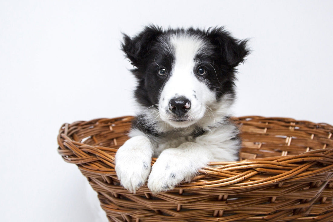 Picture of a puppy interested to head what the most popular male & female dog names are