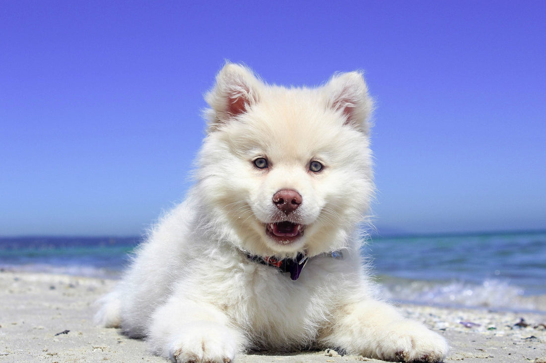 5 Puppy Naming Tips To Ensure That Is Lots Of Tail Wagging