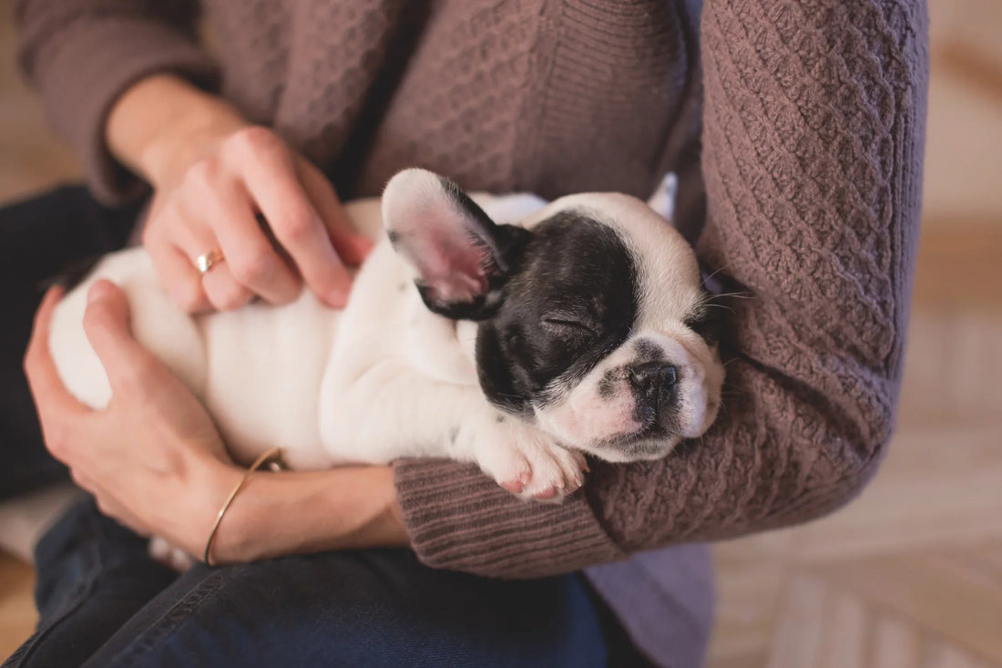 Picture of a bulldog in their owners arms being stoked