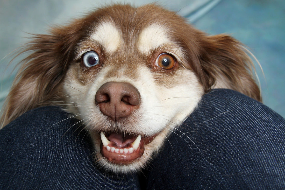 What Are Biodegradable Dog Poop Bags?
