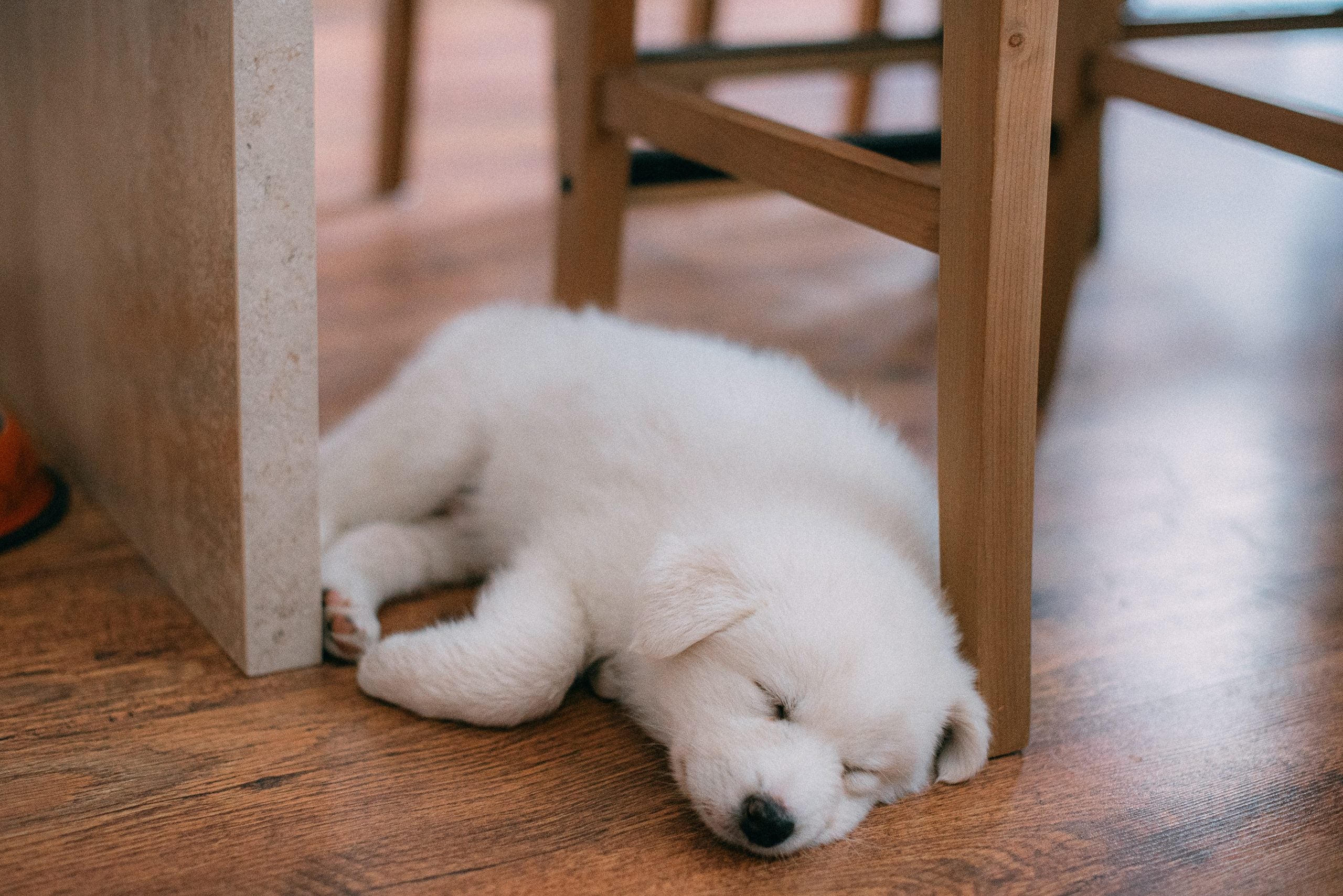 Why Does My Dog Keep Having Accidents in the House? Expert Solutions