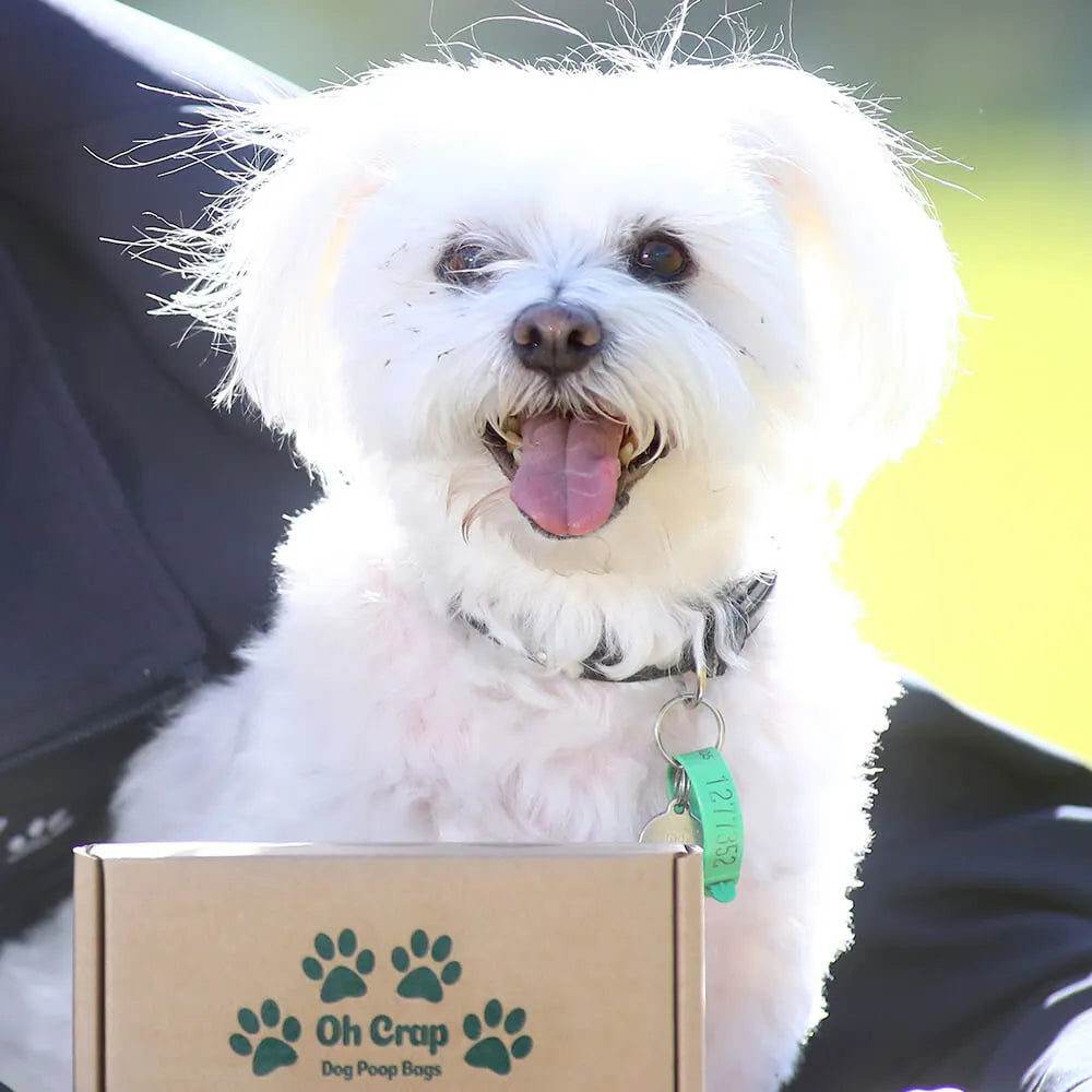 Picture of Brady with Oh Crap Compostable Dog Poop Bags