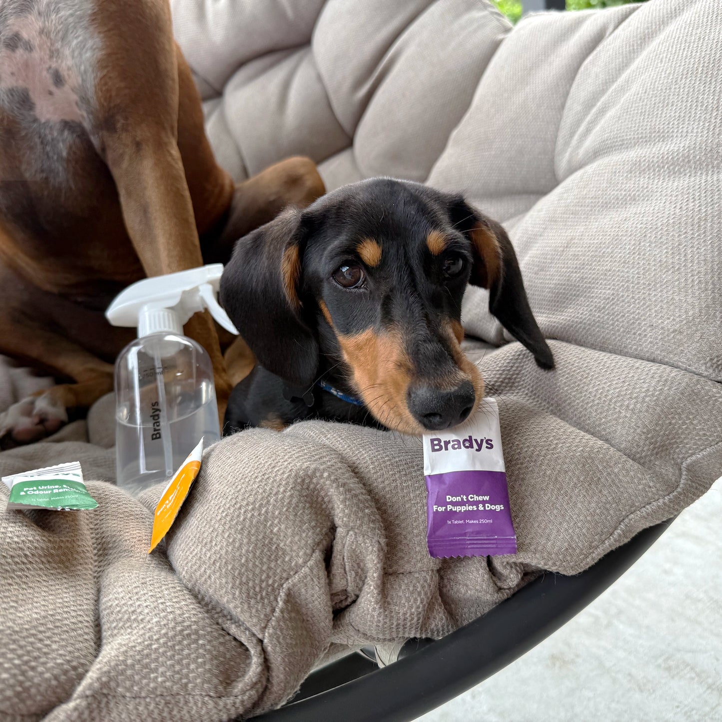 Eco-Friendly Puppy Pack - Poop Bags & Clean Up