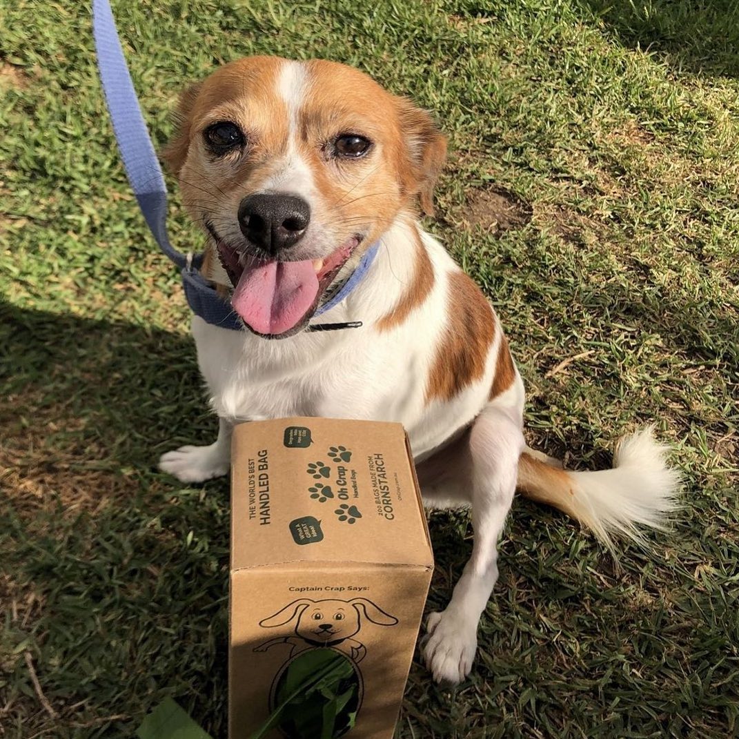 Oh Crap Compostable Dog Poop Bags With Handles (Vision Impaired Approved)