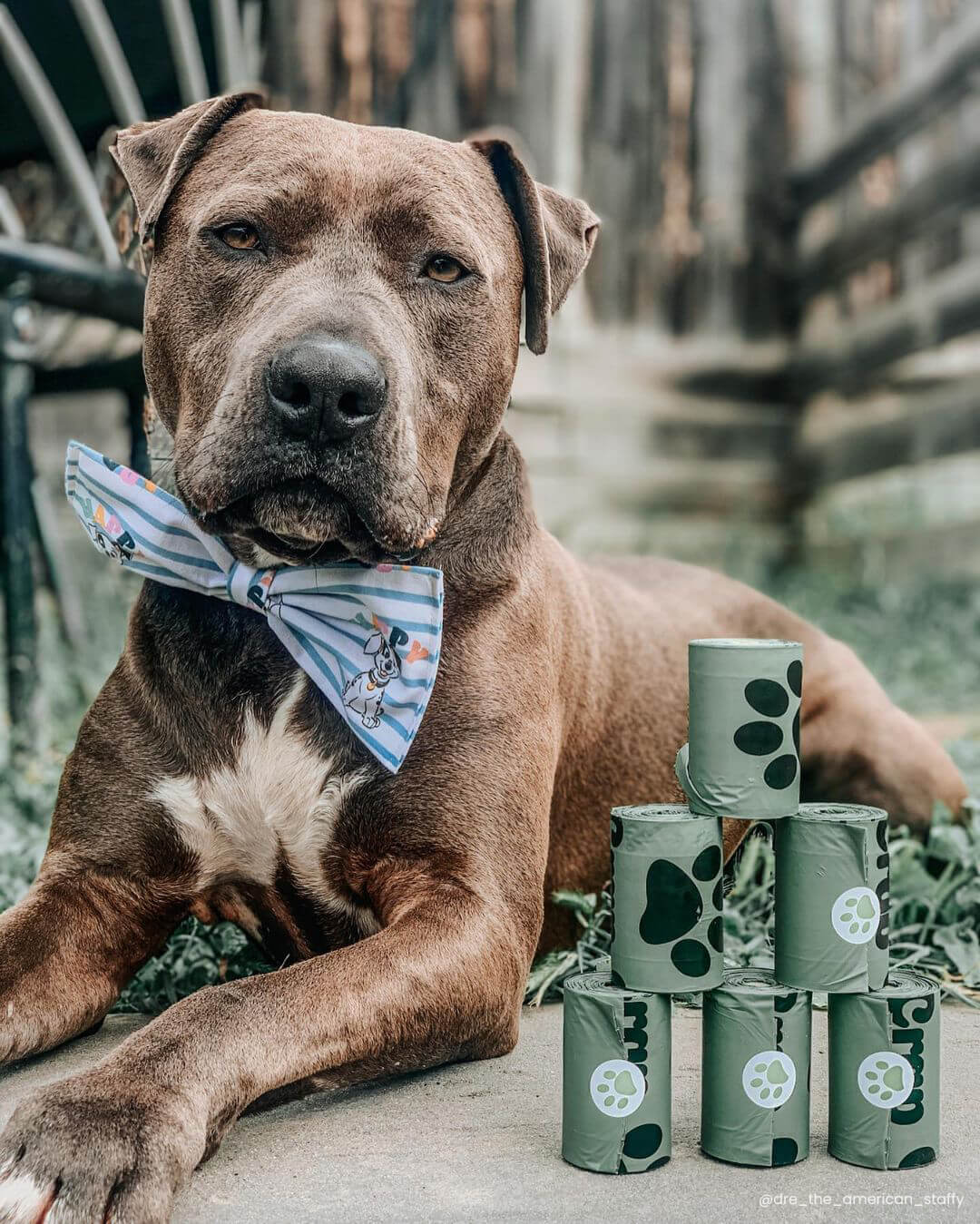 Image of #OhCrapFamily Member @dre_the_american_staffy