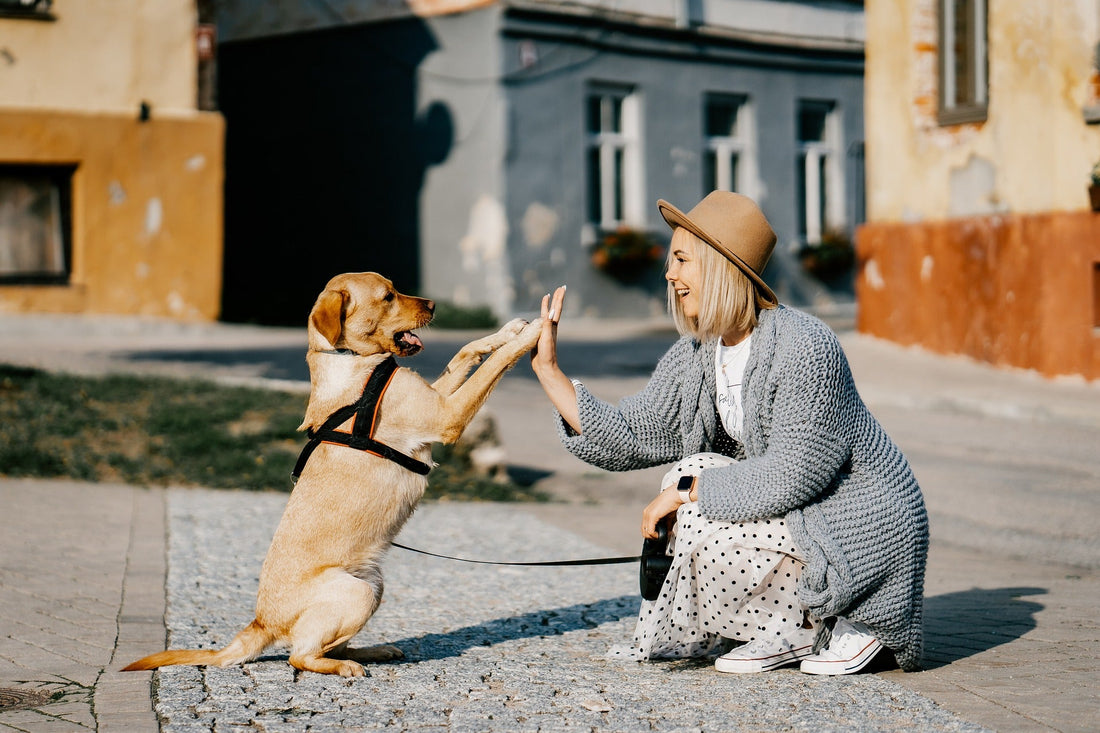 Girl Hi-Fiving dog