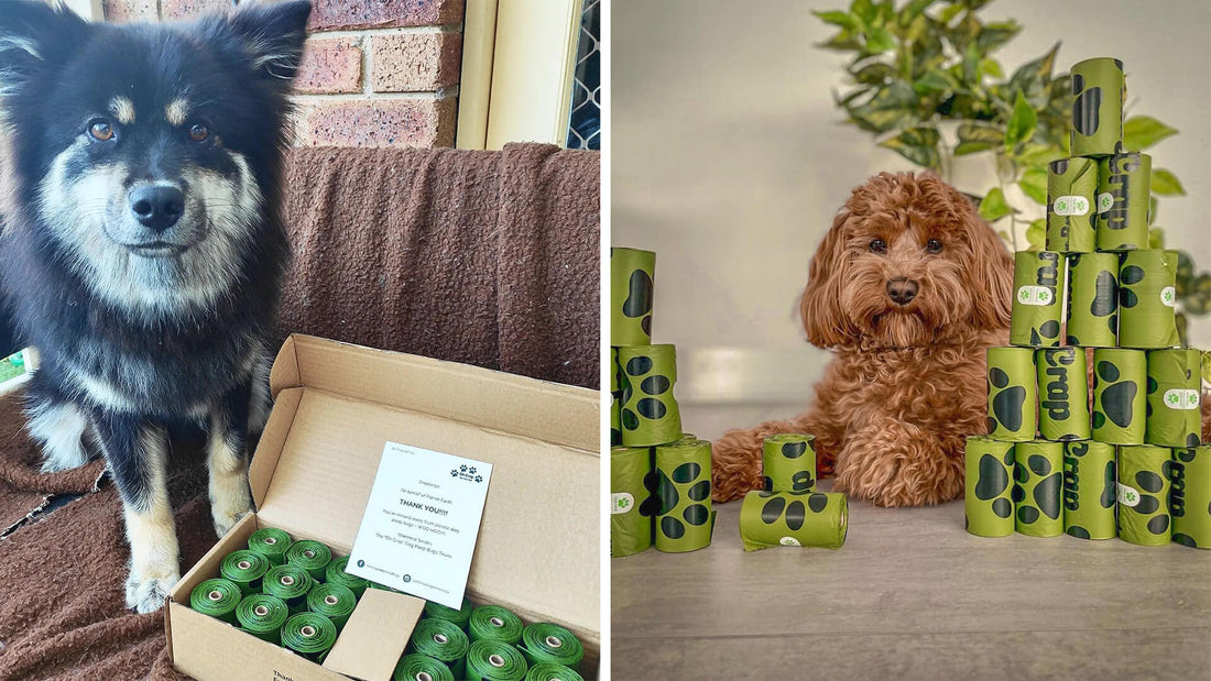 Dogs with Dog Poop Bags In Front Of Them
