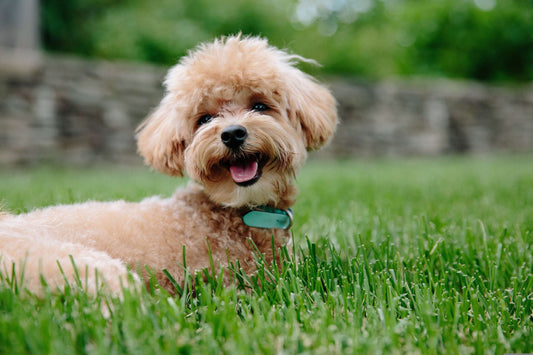 Picture of a dog wearing a green collar