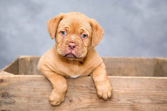 Picture of a puppy in a create