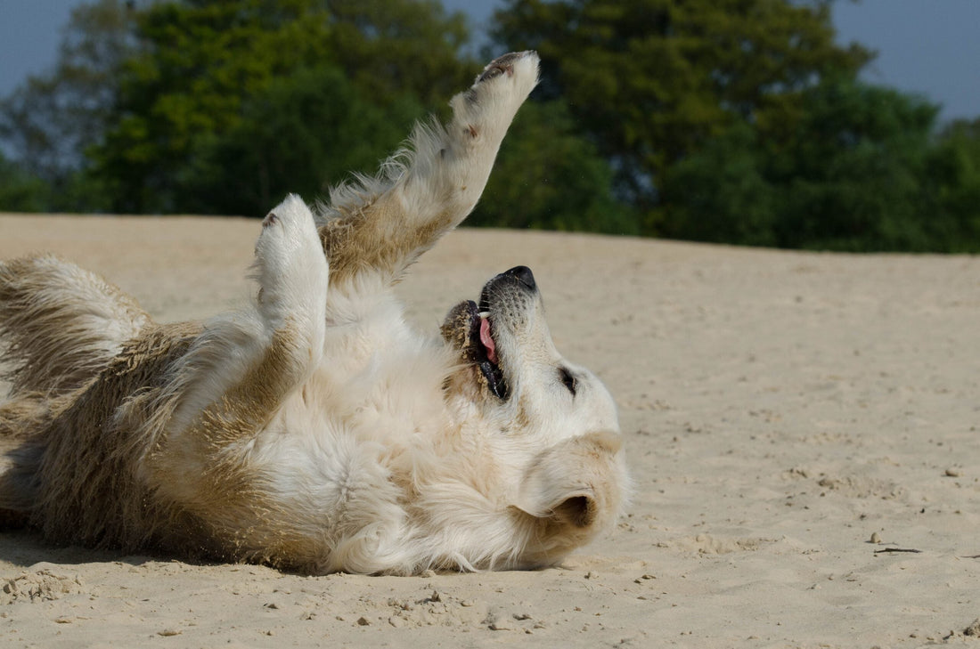 Walking Your Dog in the Heat: A Comprehensive Guide & Busting Myths