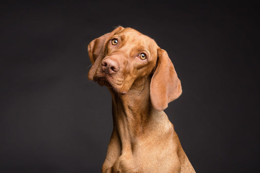 Are Biodegradable Dog Poo Bags Really Eco-friendly?