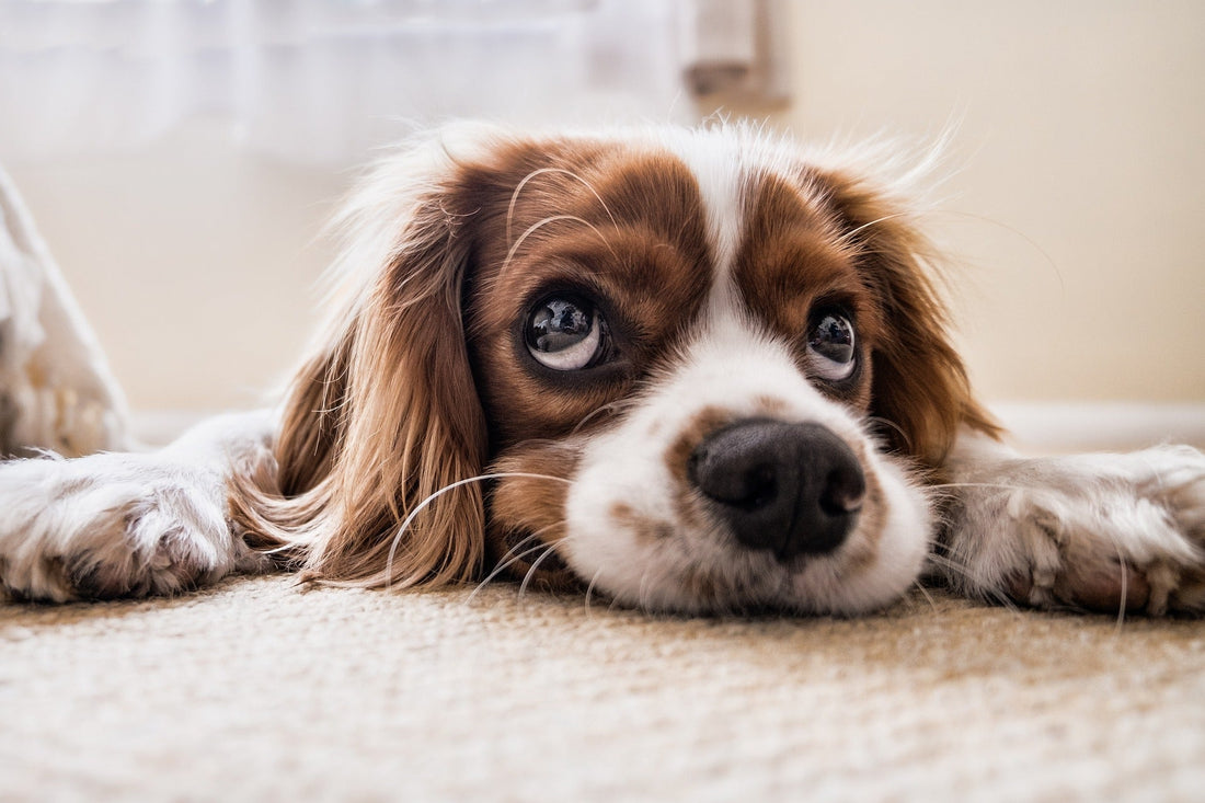 Are Dog Poop Bags Biodegradable? Sniffing Out the Truth