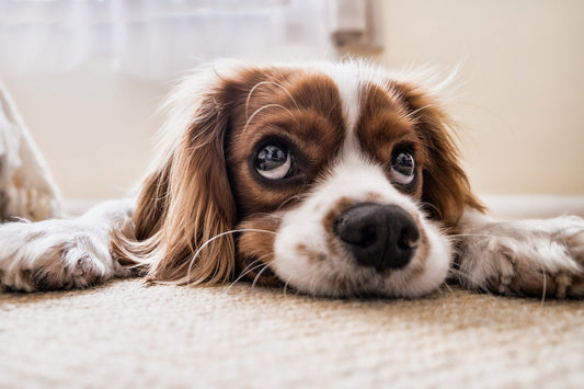 Are Dog Poop Bags Biodegradable? Sniffing Out the Truth