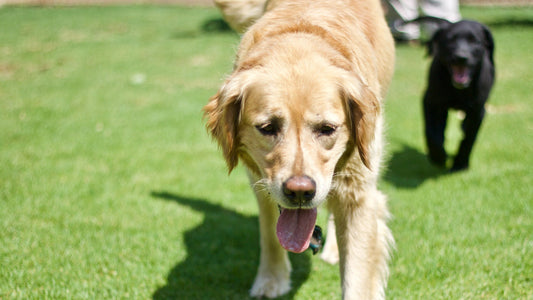 Image of a dog on green grass where people might use cheap compostable dog poop bags