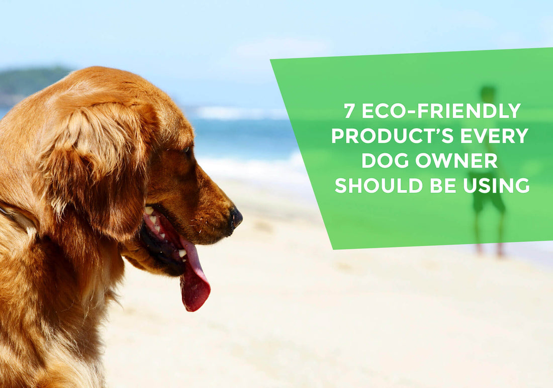iMAGE OF A DOG ON THE BEACH LOOKING At the words - 7 ECO-FRIENDLY PRODUCT’S EVERY DOG OWNER SHOULD BE USING