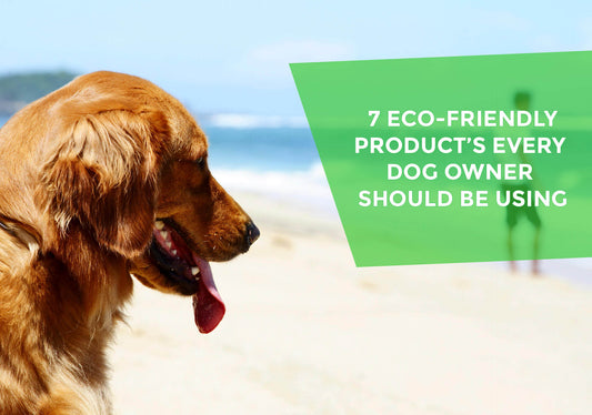 iMAGE OF A DOG ON THE BEACH LOOKING At the words - 7 ECO-FRIENDLY PRODUCT’S EVERY DOG OWNER SHOULD BE USING