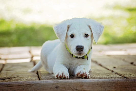 Picture of puppy looking for a puppy checklist