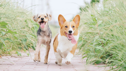 Dogs running with tongues hanging out enjoying themselves