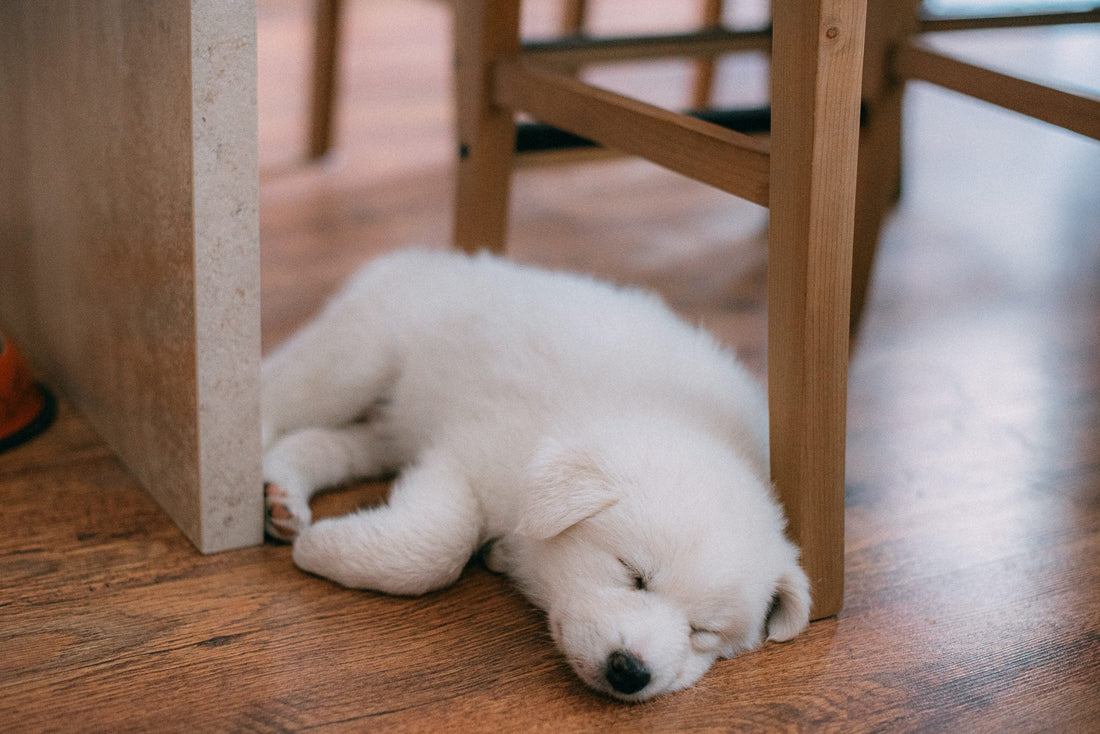 How to Stop Dogs From Peeing or Pooing in the House: A Tail-Twisting Dilemma!