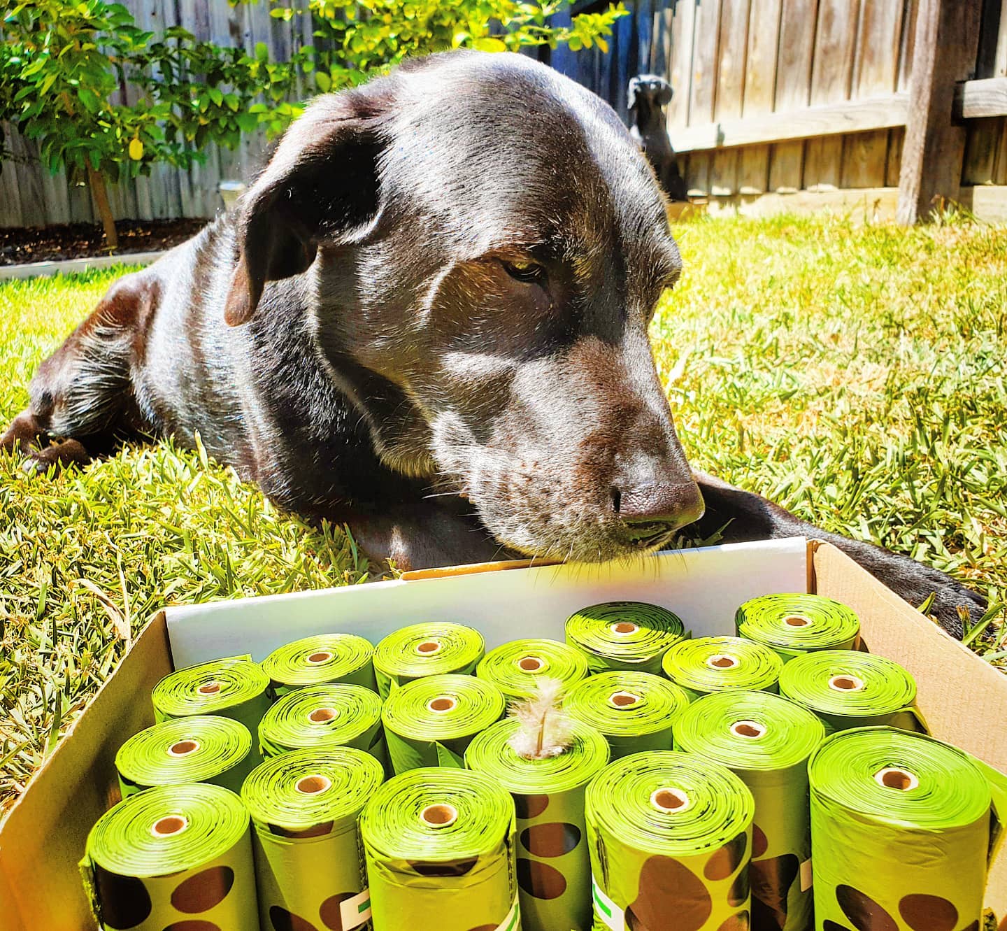 Award Winning Eco-Friendly Dog Poop Bags