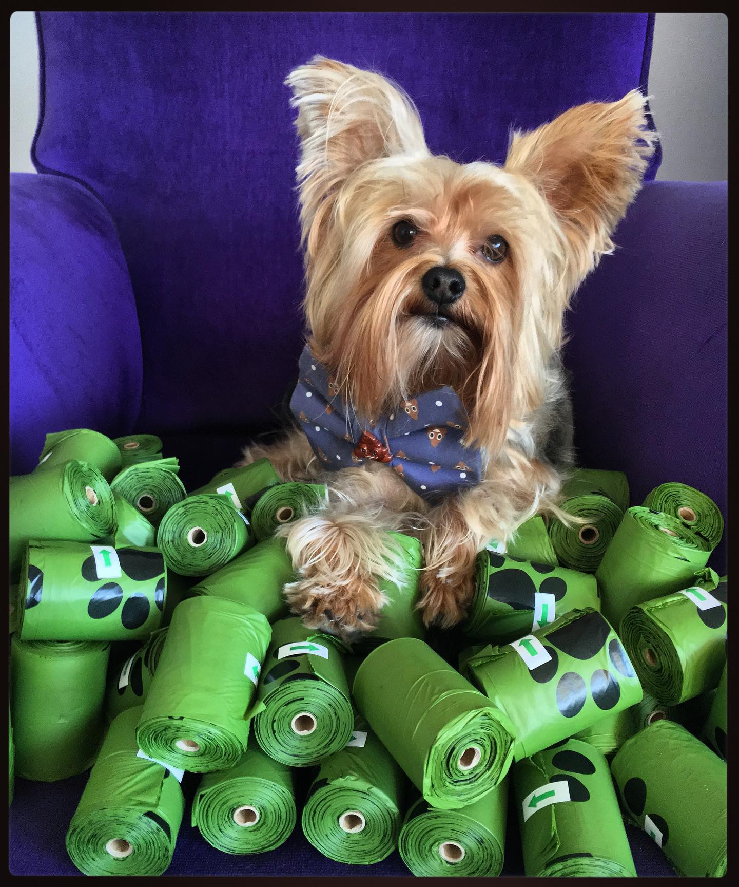 Cornstarch Dog Poop Bags