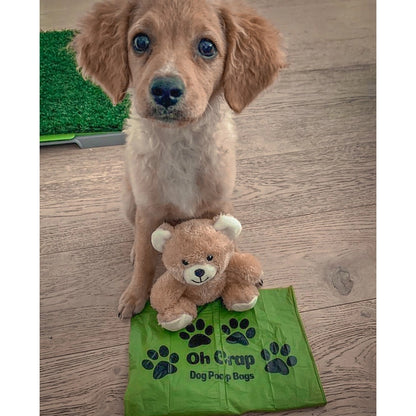 Picture of @adorable_angus with with Oh Crap Dog Poop Bag and teddy bear in front of them